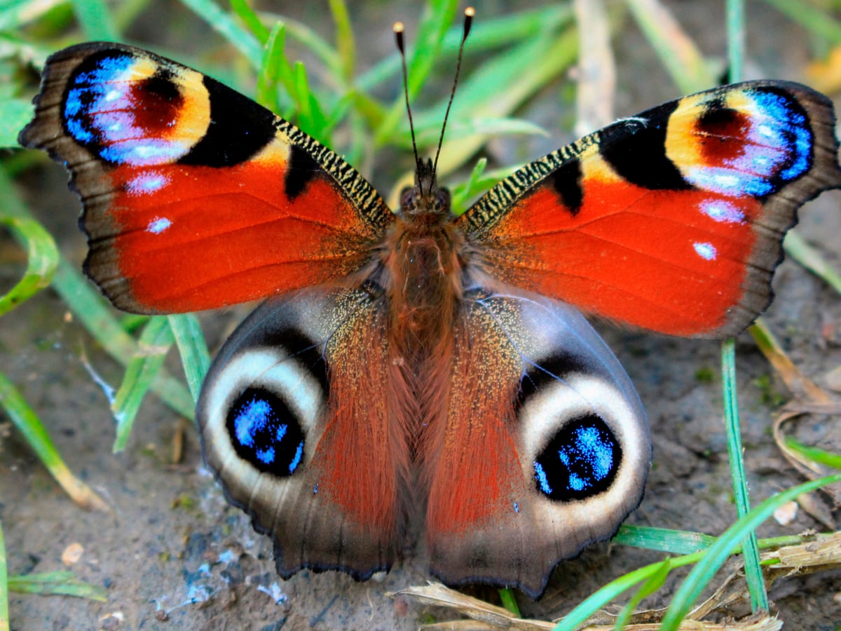 The Guardian view on British butterflies: declining beauty ...