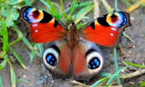 A peacock butterfly