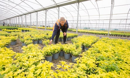 Horticulturist Christine Haseler at Joseph Rochford Gardens 40 acre nursery in Hertfordshire