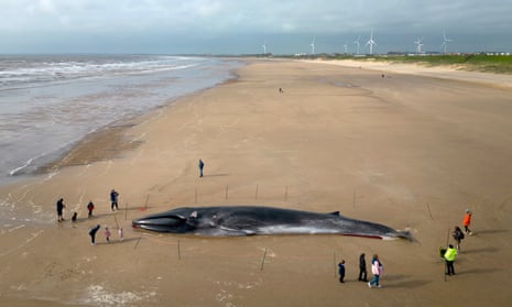 How do you get rid of a beached whale before it explodes? | Whales ...