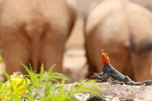 Um lagarto agama arco-íris prestes a pegar um inseto no Ngulia Safari Lodge no Parque Nacional Tsavo West, no Quênia.