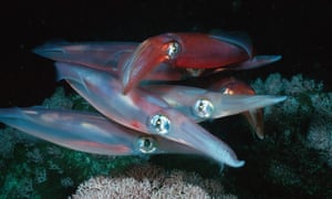 Common Squid