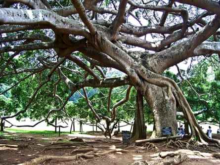 The Royal Botanic Gardens in the Kandy, Sri Lanka