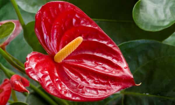 A bright red anthurium petal.