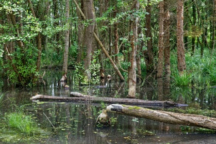 A pond amid trees with one gnawed tree felled in the foreground