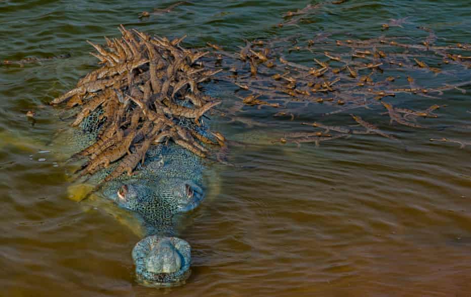 Rising tide: why the crocodile-like gharial is returning to India's rivers | Environment | The Guardian