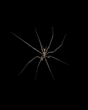 A pycnogonid sea spider from a depth of about 560m off Lecointe Island