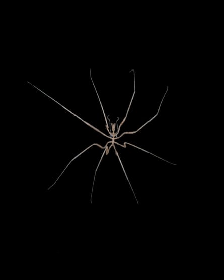 A pycnogonid sea spider from a depth of about 560m off Lecointe Island