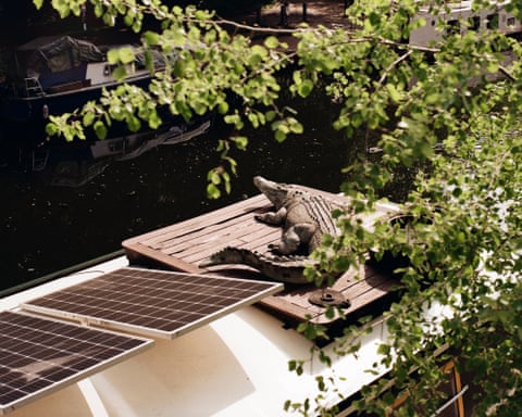 A model crocodile rests on a wooden dock on a roof beside dark water, with boats and foliage visible