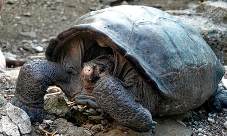 Giant tortoise believed extinct for 100 years found in Galápagos | Endangered species | The Guardian Giant tortoise believed extinct for 100 years found in Galápagos | Endangered species | The Guardian