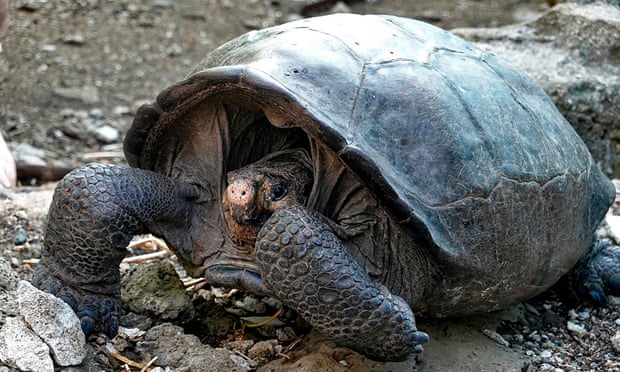 The Fernandina giant tortoise (Chelonoidis phantasticus) at Galapagos national park.