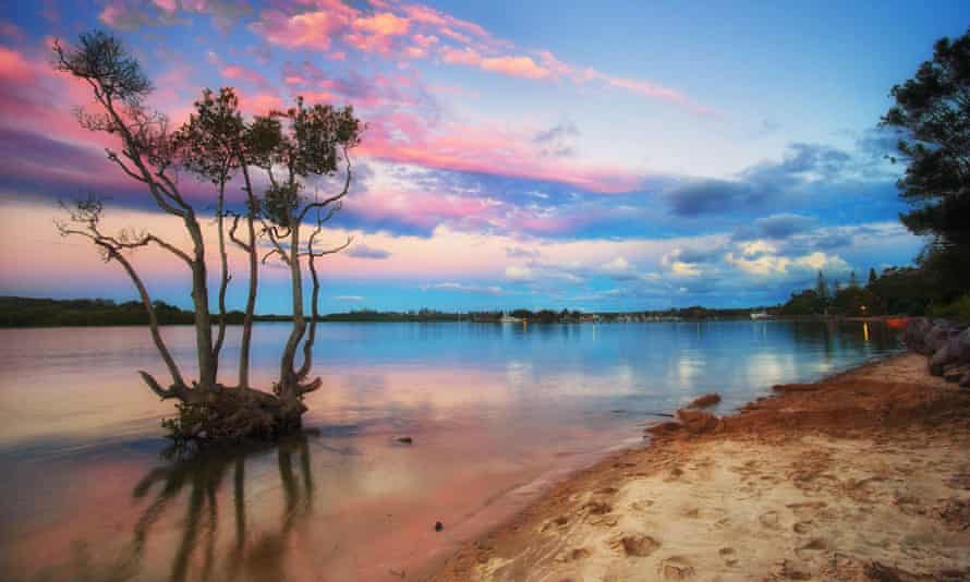 Eco heroes: mangroves at Yamba, Australia.