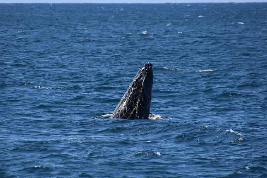 A fishing net on a young whale calf at Coffs Harbour.