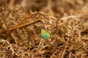 A green hairstreak butterfly