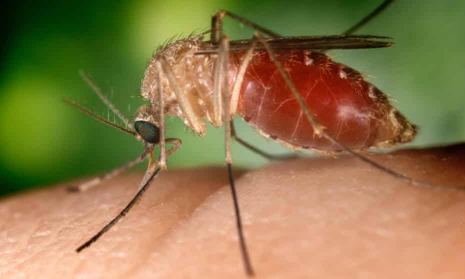 A female Culex quinquefaciatus mosquito feeds on human blood. 