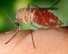 Climate change could bring insect-borne tropical diseases to UK, scientists warn