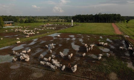 Cattle in Para state, Brazil, where the destruction of the Amazon has accelerated