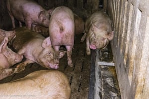 A screenshot from the footage released by Eurogroup for Animals