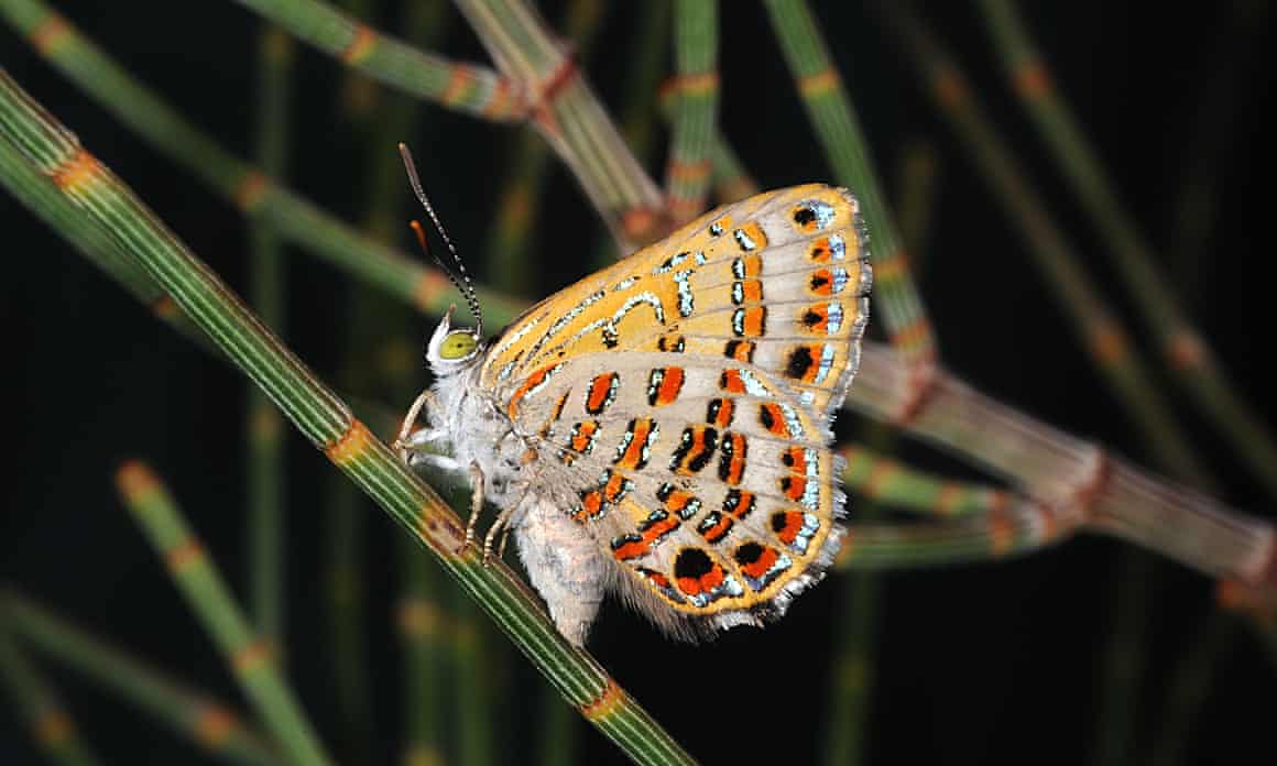 A bulloak jewel butterfly