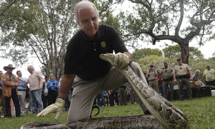 Miami Dade’s mayor, Carlos Giménez, captures a Burmese python during the kickoff event for the Florida Python Challenge in Sunrise, Florida, on 10 January.