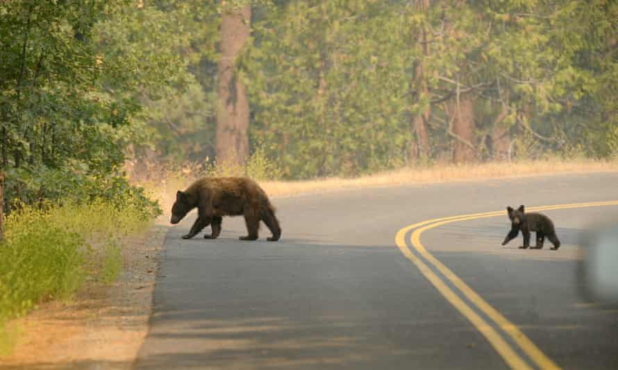 Wildlife vets have reported big changes in the numbers of abandoned babies or injured animals brought into their centers and sightings – especially of bears.
