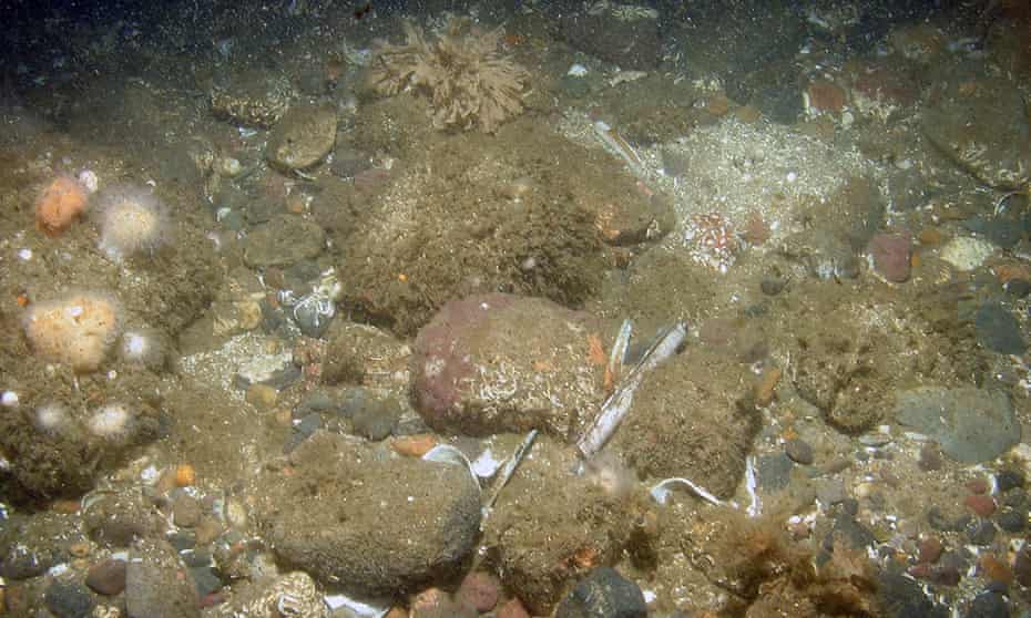 The sea floor at the Dogger bank in the North Sea, England