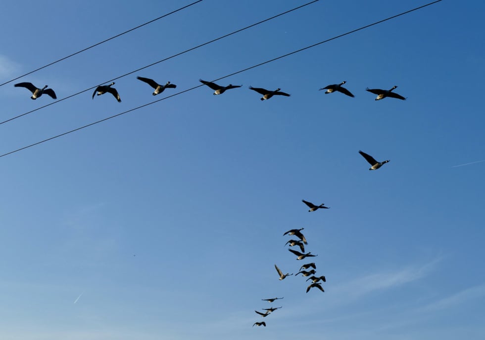 Country diary: A lesson in rest from the Canada geese Country diary: A lesson in rest from the Canada geese