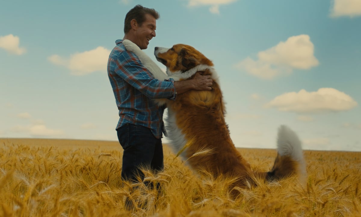 A Dog'S Journey Review – Corny Canine Caper | Drama Films | The Guardian
