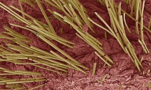 Scientists seeking to replicate human skin, pictured, have grown functional elements for the first time.