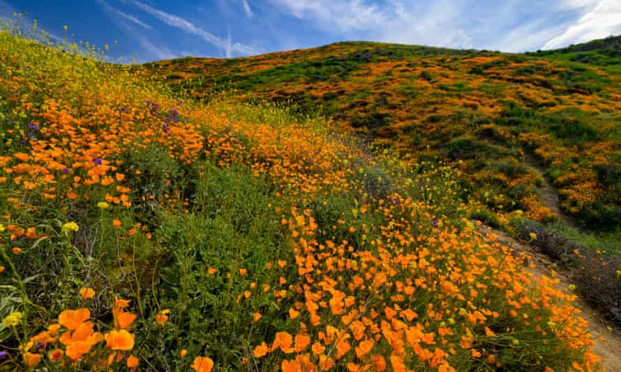 A ‘superbloom’ of poppies and other wildflowers in southern California in 2019.