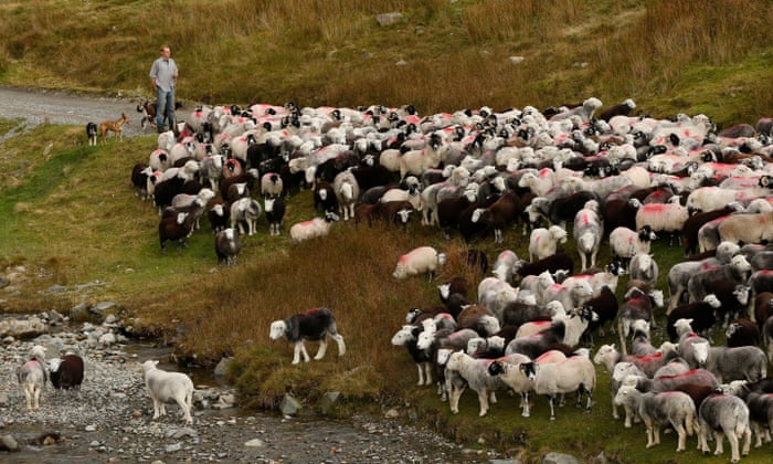 Goodbye – and good riddance – to livestock farming | George Monbiot | The  Guardian