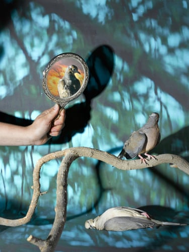 A hand holding a mirror next to a bird on a branch