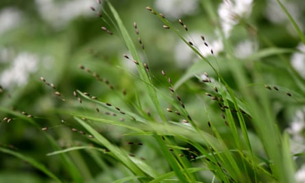 Wood melick (Melica uniflora)A grass in the family Poaceae in flower in a British woodland