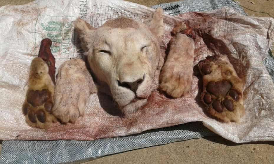 Lion's head and paws recuperato dopo che un sospetto è stato arrestato in relazione all'uccisione di un leone