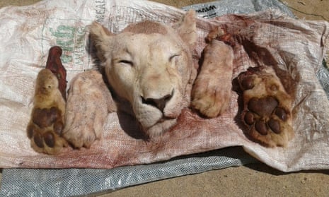 Lion’s head and paws retrieved after a suspect was arrested in connection with the killing of a lion