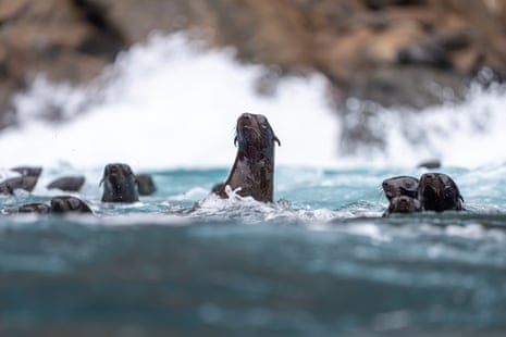 Fur seals in the water