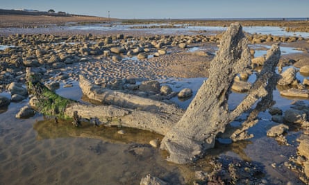 A petrified tree from the submerged forest at Pett Level.
