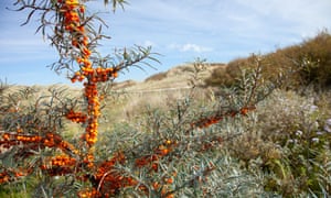 Brightly coloured sea buckthorn