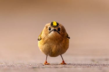 A goldcrest looks straight at the camera with a fierce expression