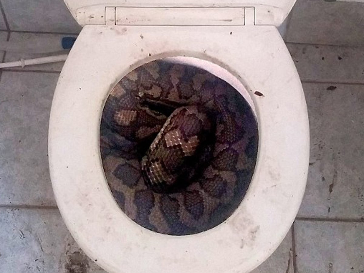 Rattlesnake Found In Toilet Was Just One Of Many In And Around Home Preview Image Snake Hides Toilet Snake