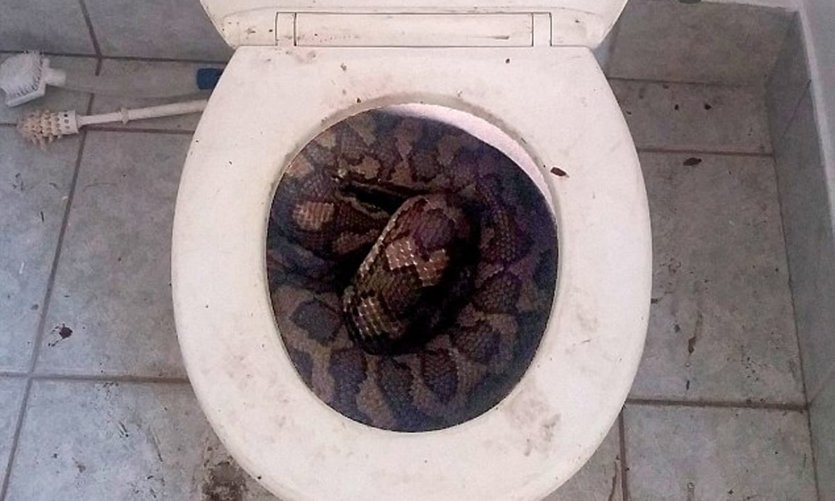 Thirsty snakes slither into Australian toilets as dry season bites