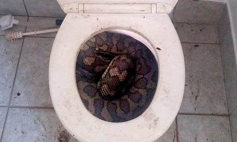 A large python found curled up in a toilet in Townsville by snake catcher Elliot Budd