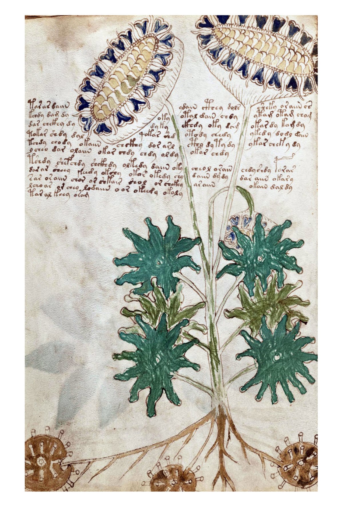 Page from The Voynich Manuscript.