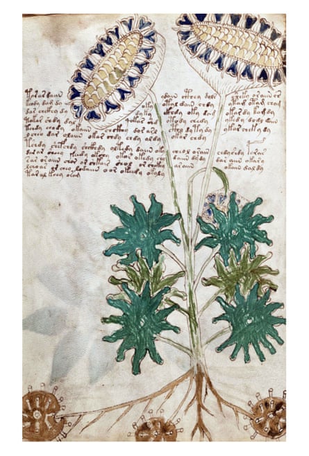 Page from The Voynich Manuscript.