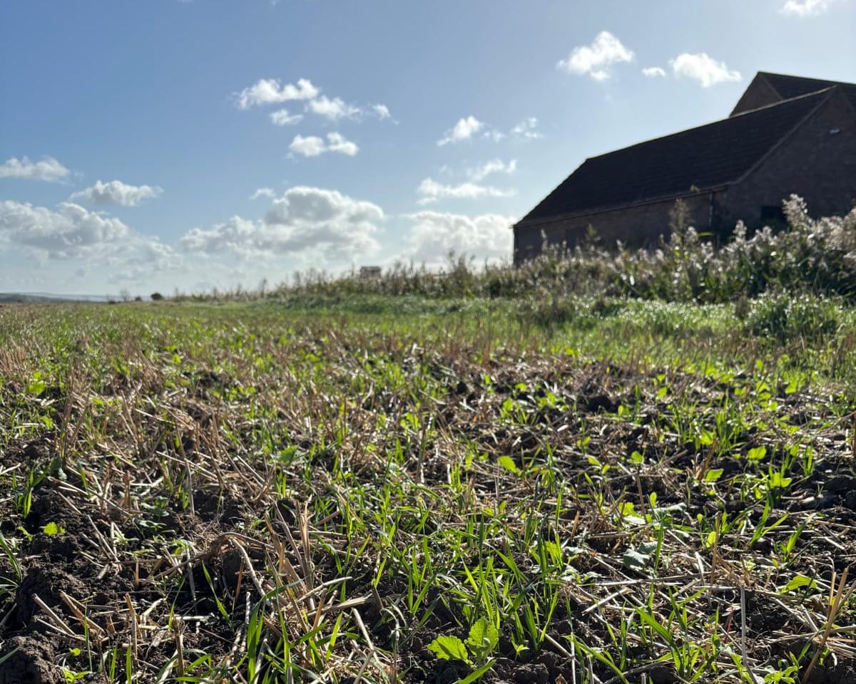 Margins planted to encourage insects that feed young grey partridges and yellowhammers.