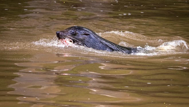 New Salvatore in town? Seal spotted in Yarra River brings excitement to Melbourne New Salvatore in town? Seal spotted in Yarra River brings excitement to Melbourne