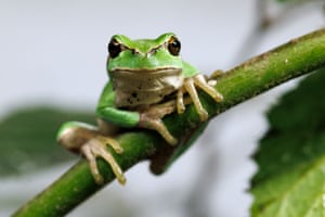A European tree frog, once native to the UK, sits on a branch in an enclosure at Celtic Rewilding in Leek, UK. The small frog likely went extinct in the UK in the 16th to 17th century, due to habitat loss. Celtic Rewilding is working towards the reintroduction of three frog species, agile frogs, moor frogs, and European tree frogs all of which have gone extinct in Britain due to human impact, land degradation and climate change. The aim to reintroduce these species back into ecosystems and in turn help restore missing elements of the food chain