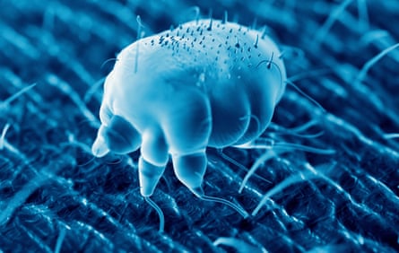 An illustration of a scabies mite on human skin in vibrant shades of blue