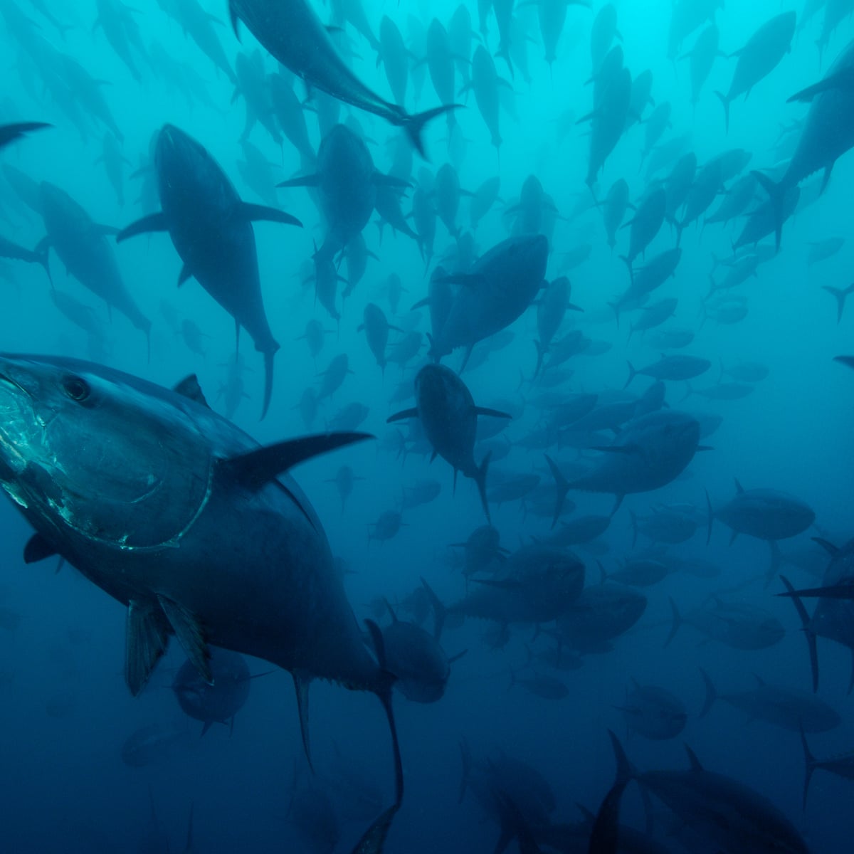 Is Dogger Bank In Uk Waters