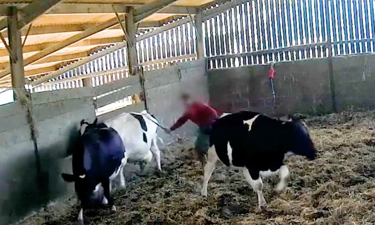 Undercover footage of violence at dairy farm prompts RSPCA investigation | Environment | The Guardian Undercover footage of violence at dairy farm prompts RSPCA investigation | Environment | The Guardian